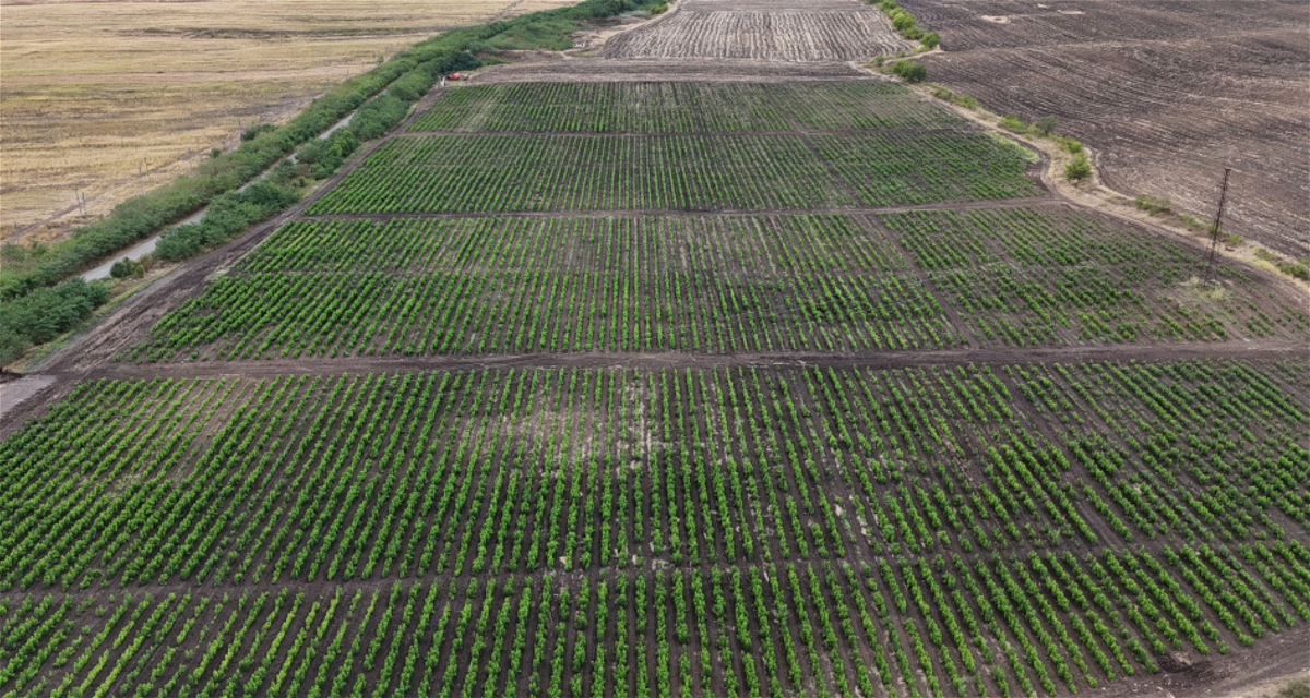 The Karabakh Revival Fund Allocates Financial Support for the Establishment of a Mulberry Orchard in Khojaly District