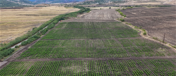 Xocalı rayonu ərazisində tut bağlarının salınması və ipək qurdunun yem ehtiyatının formalaşdırılması